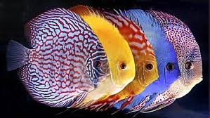 Sai Fish Aquarium World Nahan