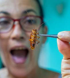 Pest Control Service in Melbourne