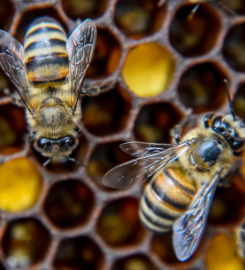 Pest Control Service in Melbourne