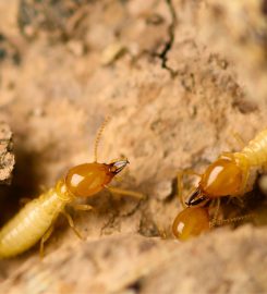 Pest Control Service in Melbourne