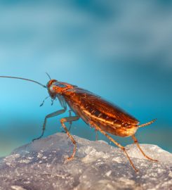 Pest Control Service in Melbourne