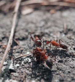 Pest Control Service in Melbourne