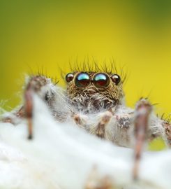 Pest Control Service in Melbourne